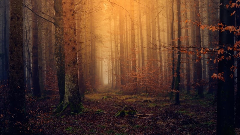 Magical Clearing